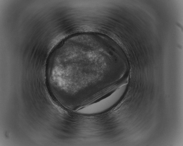 X0000092050438200710101018