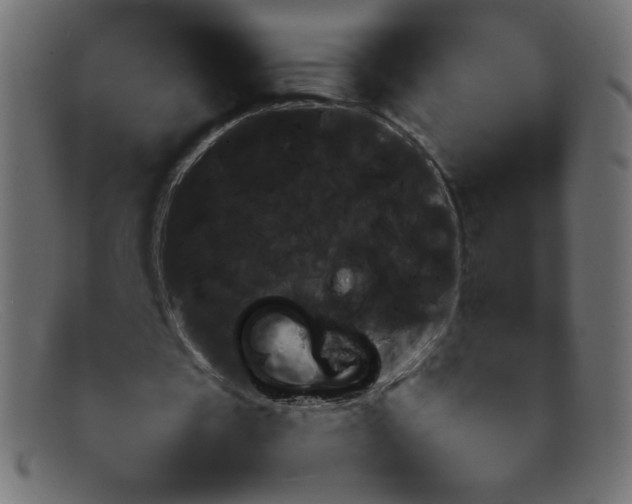 X0000092050529200710101017