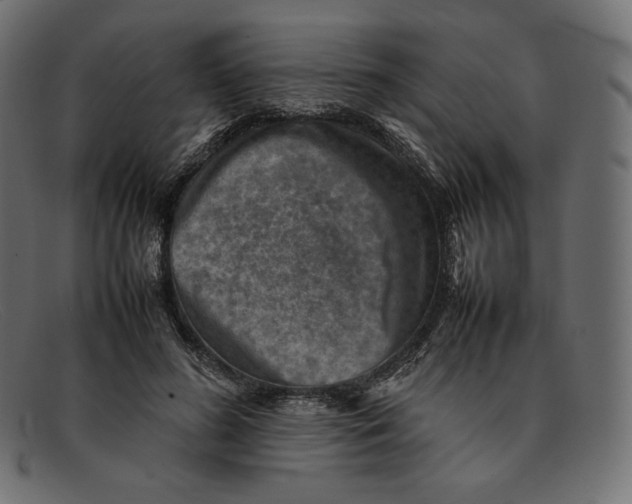 X0000092050596200710101017