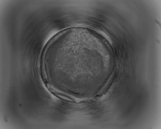 X0000092051007200710101012