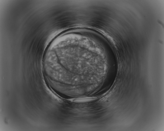 X0000092051239200710101010