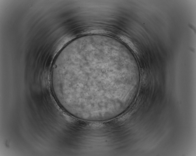 X0000092051282200710101009