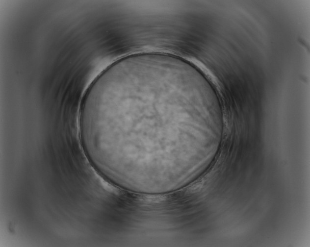 X0000092051294200710101009