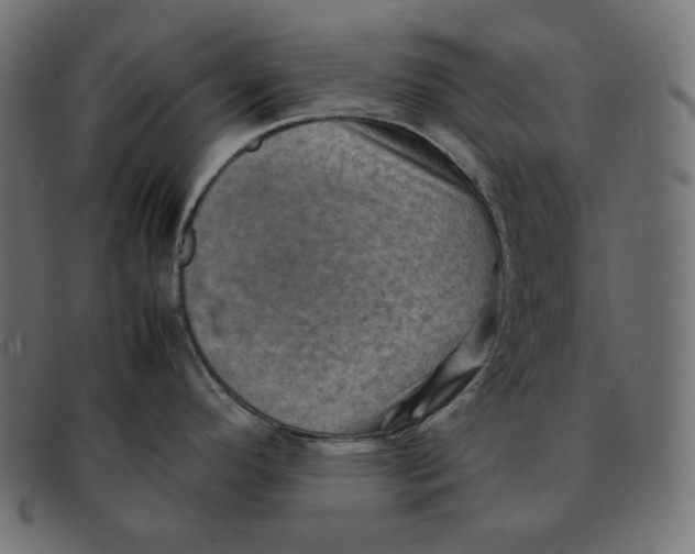 X0000092051296200710101009