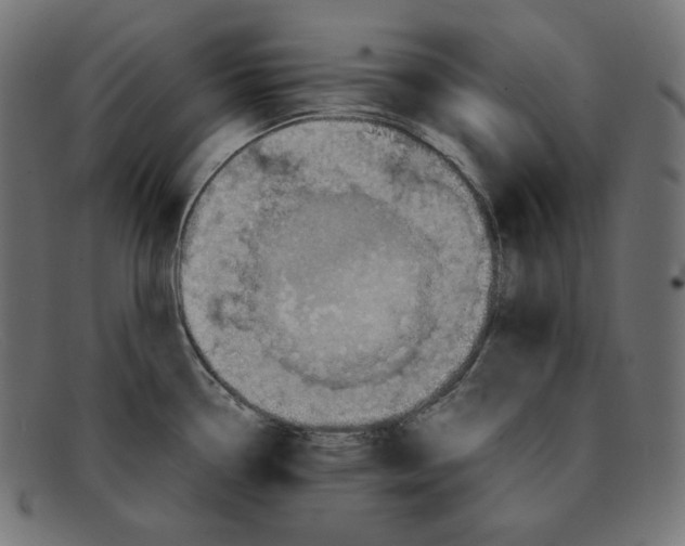 X0000092051338200710101009