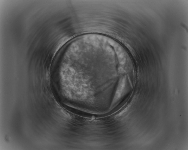 X0000092051529200710101006