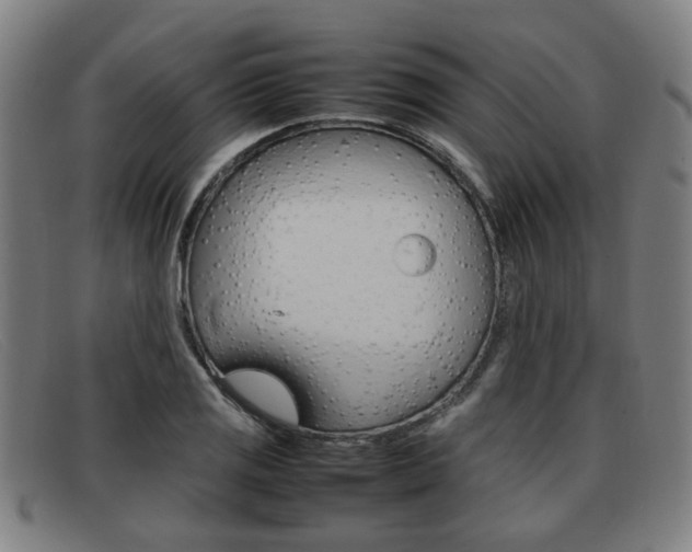 X0000092061125200709121000