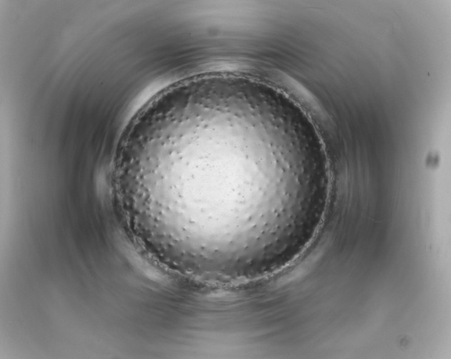 X0000092061178200709121348