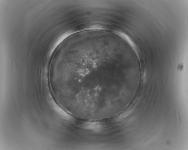 X0000092061243200709121348