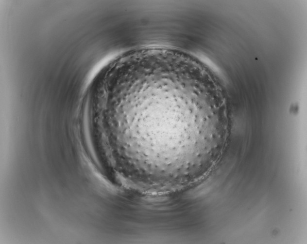 X0000092061325200709121347