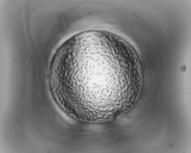 X0000092061525200709121344