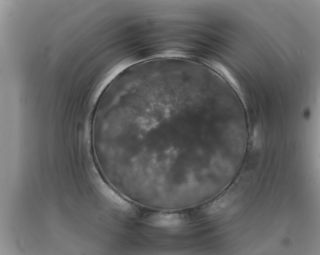 X0000092061243200709191135