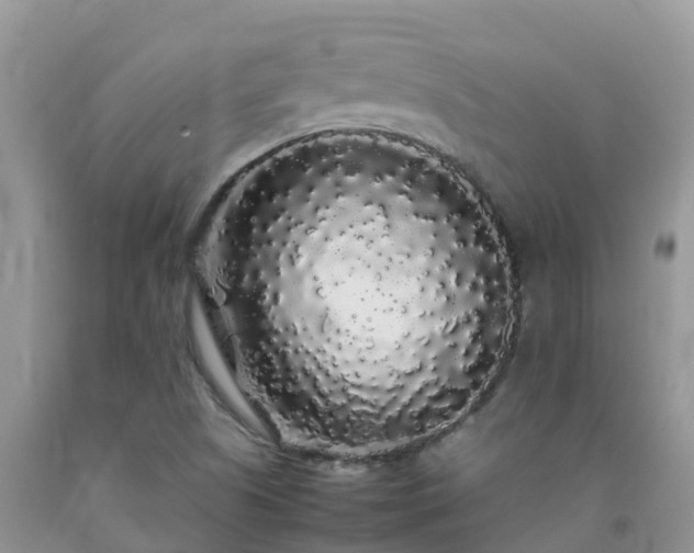 X0000092061505200709191130