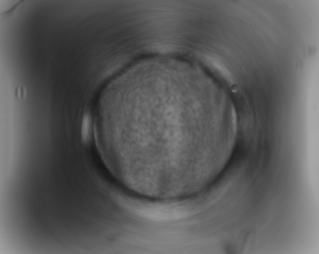 X0000092060024200709262036