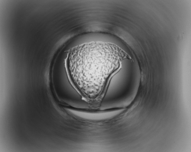 X0000092060438200709262030