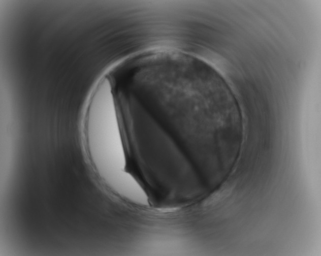 X0000092060864200709262026