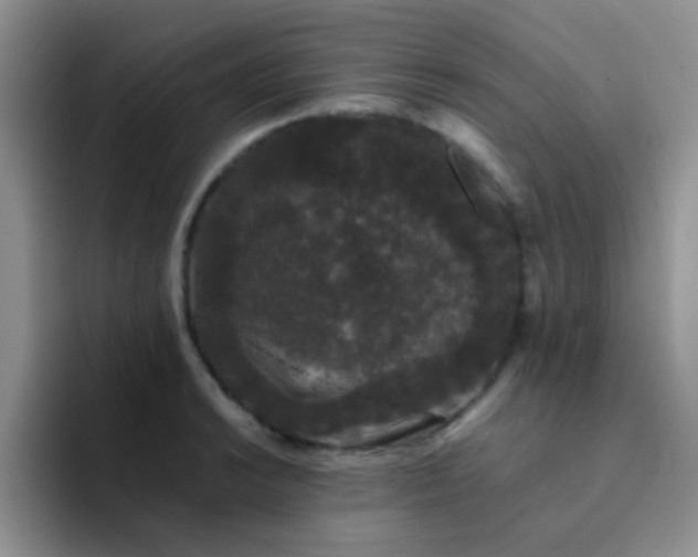 X0000092061038200709262024