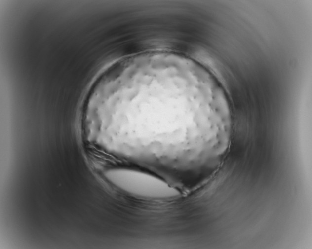 X0000092061235200709262022