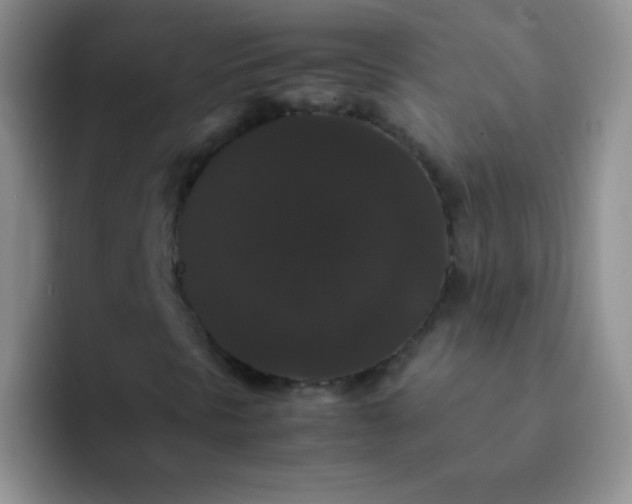 X0000092061297200709262020