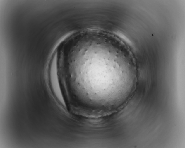 X0000092061325200709262020