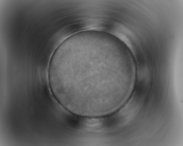 X0000092061338200709262021