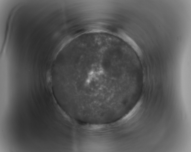 X0000092061385200709262020