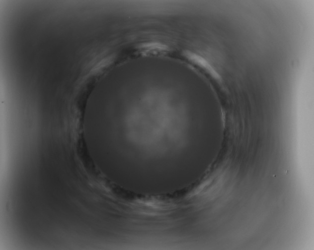 X0000092061399200709262019