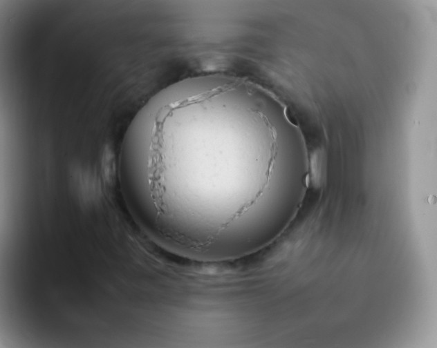 X0000092061443200709262019