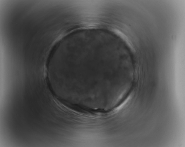 X0000092061449200709262019