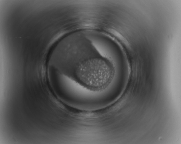 X0000092061450200709262019