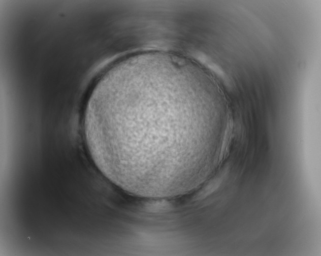 X0000092061454200709262019