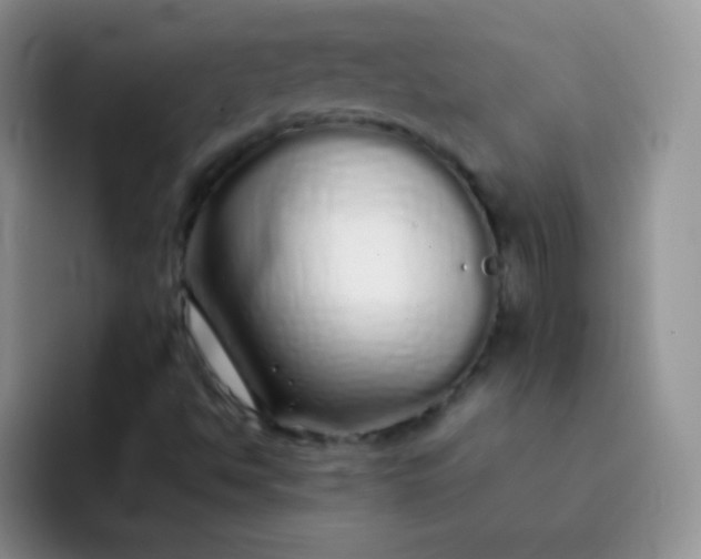 X0000092061494200709262018