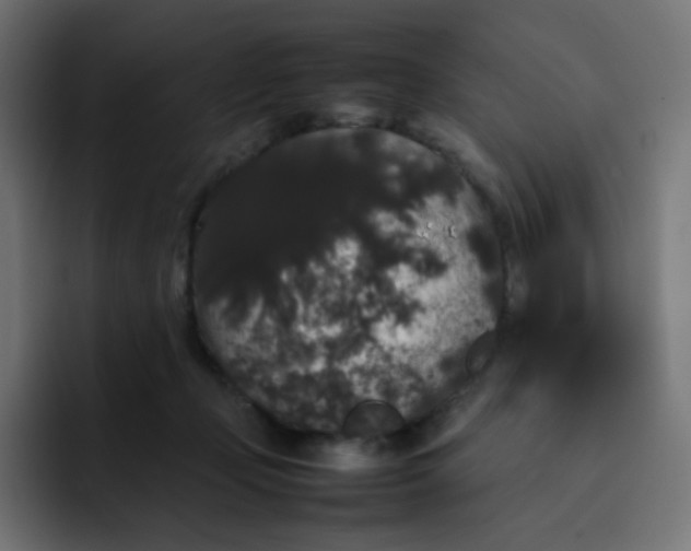 X0000092060365200710031105