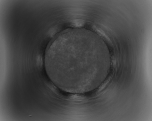 X0000092060568200710031102