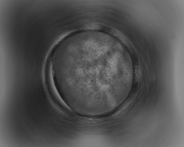 X0000092060726200710031100