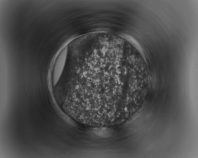 X0000092060859200710031059