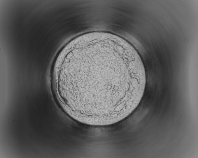 X0000092060950200710031058