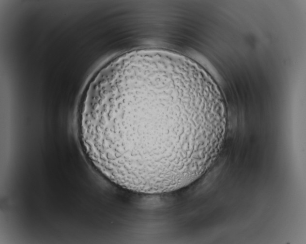 X0000092061098200710031056