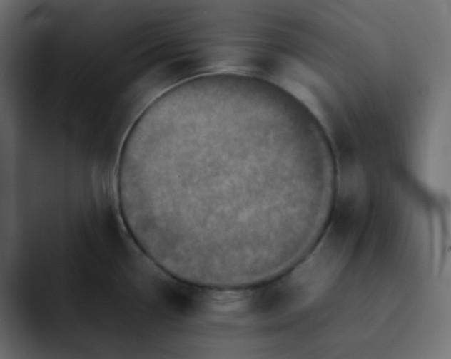 X0000092061338200710031054