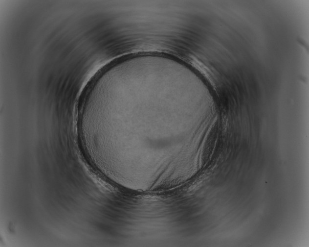 X0000092061124200710101029