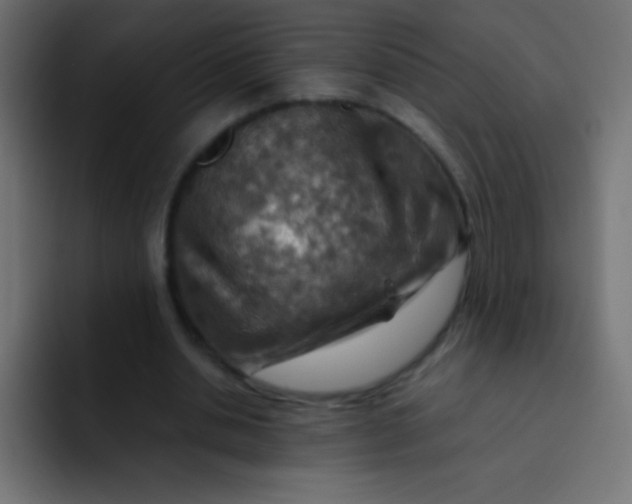 X0000092070438200710031121