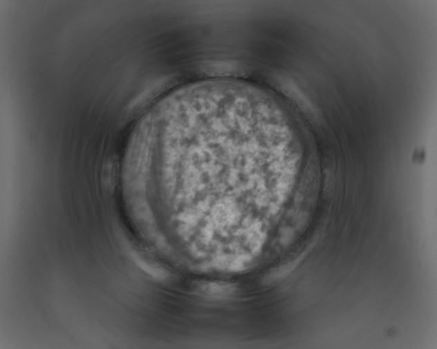 X0000092070165200710101026