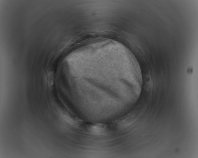 X0000092070232200710101026