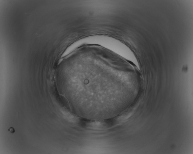 X0000092070237200710101026