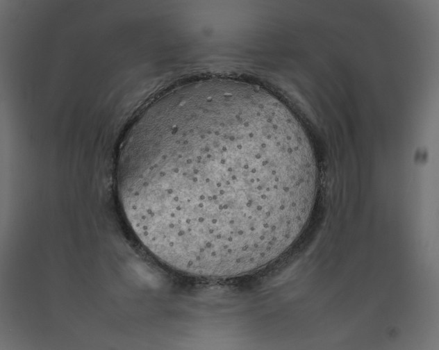 X0000092070593200710101020