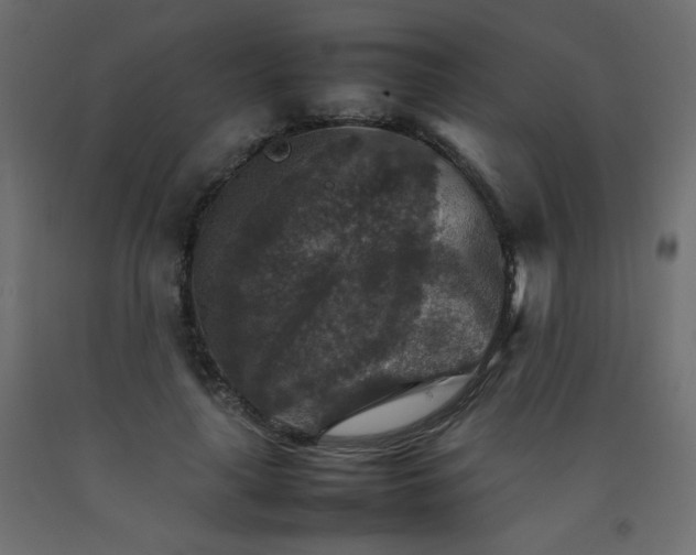 X0000092070643200710101020