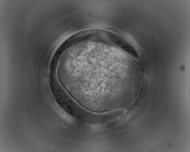 X0000092070948200710101015