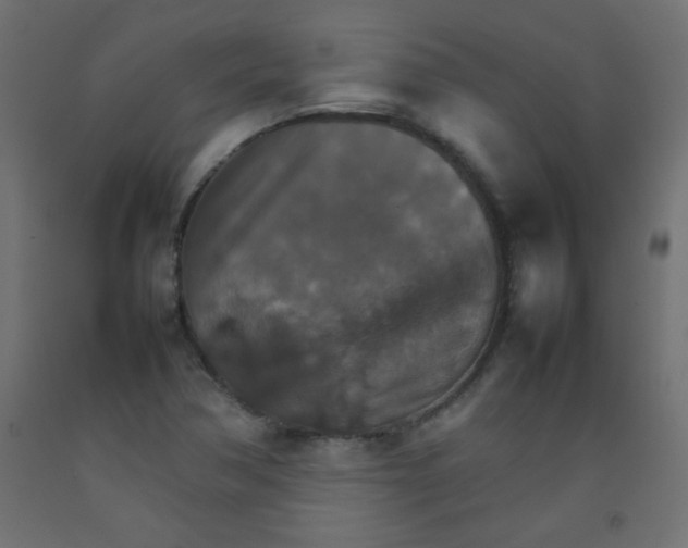 X0000092071362200710101009