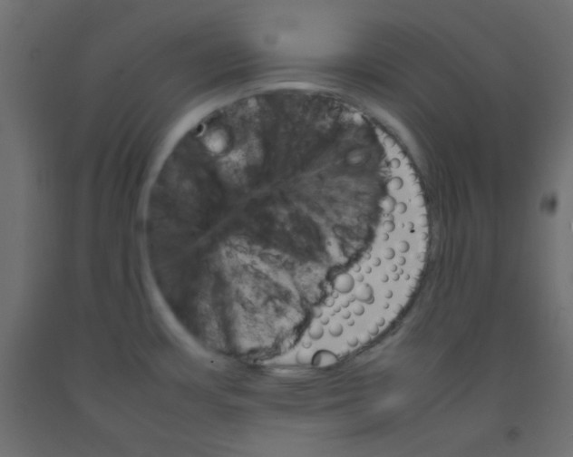 X0000092071483200710101008