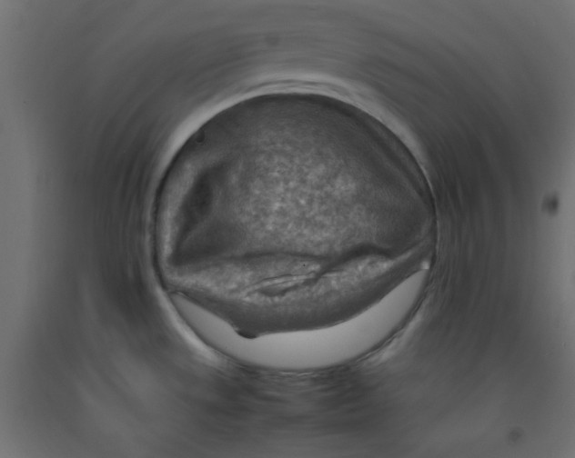 X0000092071533200710101008